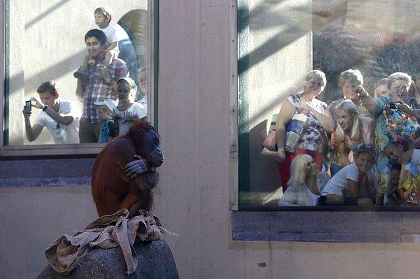 Fotoğraftaki, Moskova Hayvanat Bahçesi'ndeki bir Sumatra orangutanı.