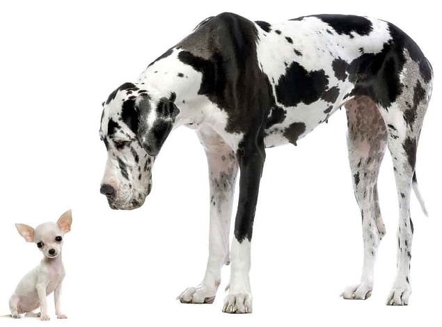 Bu evcil 400 köpek ırkı tamamen aynı türe mensup: Canis Familiaris.