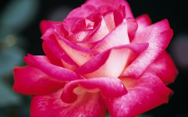23. Facebook'ta kapak fotoğrafı olarak pembe gül, manzara vb tercih etmek.