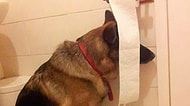 Büyük İhtimalle Hayatında Bir Kere Bile Saklambaç Oynamamış Olan 19 Köpecik