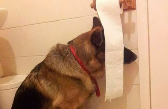 Büyük İhtimalle Hayatında Bir Kere Bile Saklambaç Oynamamış Olan 19 Köpecik