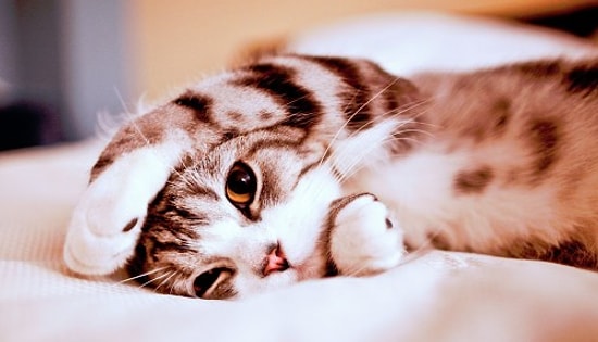 Şımarmayı Kedilerden Öğrendiğimizin 10 Kanıtı