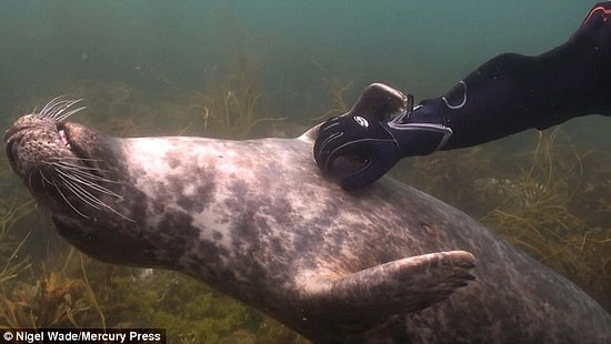 Suyun Altında Kendisini Göbeğinden Sevdiren Aşırı Sevimli Fok Balığı