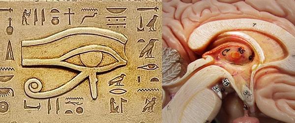5. Antik Mısır tasvirlerinde rastlanan Horus'un gözü sembolü, sizce de epifiz bezi kesitine biraz fazla benzemiyor mu?