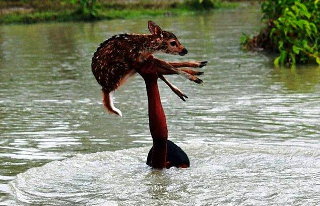 10. Bangladeş'te nehirde boğulmak üzere olan yavru ceylanı kurtaran kahraman bir çocuk.👊👏💪