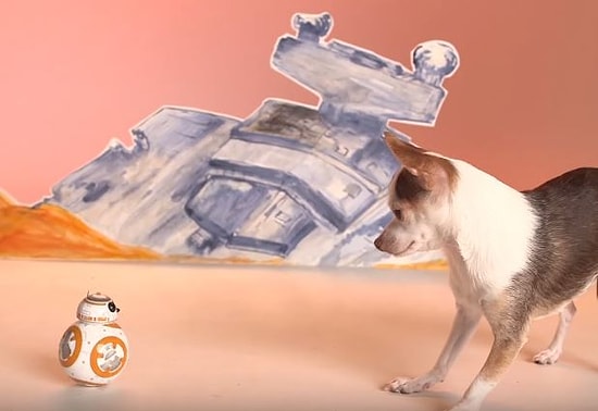 BB-8 Droid Oyuncağı ile İlk Defa Karşılaşan Sevimli Köpekler