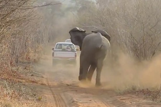 Öğleden Sonra Şekerleme Yapan Bir Fili Asla Rahatsız Etme!