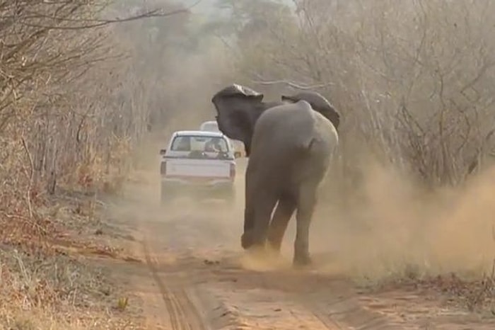 Öğleden Sonra Şekerleme Yapan Bir Fili Asla Rahatsız Etme!