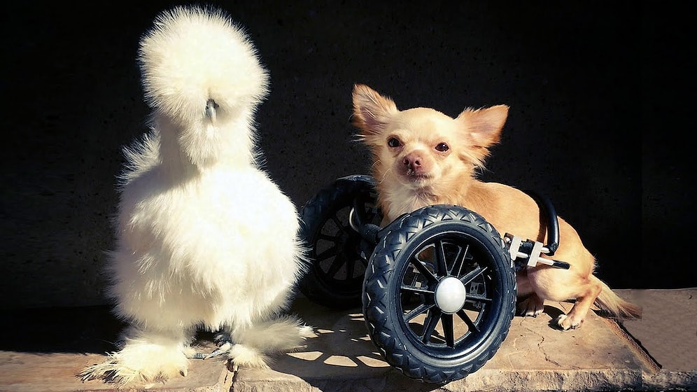 Tekerlekli Köpek ile Habeş Tavuğunun Sımsıcak Dostluğu