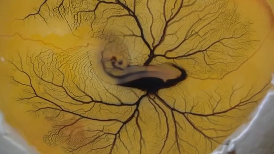 Yumurtanın İçine Mürekkep Eklenmesiyle Ortaya Çıkan Damar Sistemi