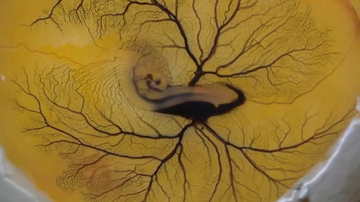 Yumurtanın İçine Mürekkep Eklenmesiyle Ortaya Çıkan Damar Sistemi