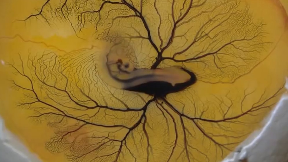 Yumurtanın İçine Mürekkep Eklenmesiyle Ortaya Çıkan Damar Sistemi