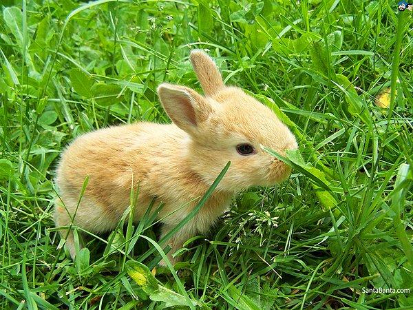 8. Tavşan
