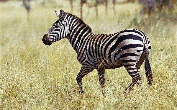 13. Zebra