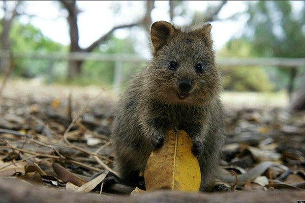 2. Quokkalar