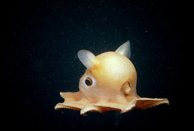 5. Dumbo Ahtapotu