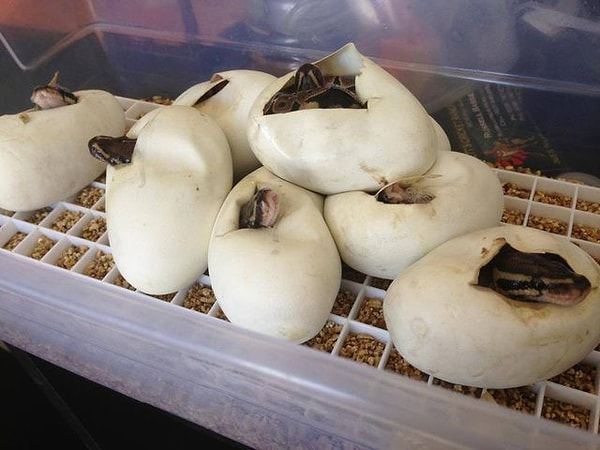 12. Новорожденные змеи