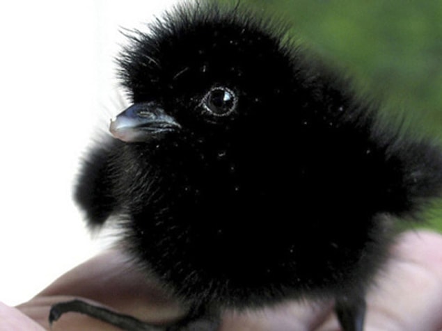 13. Bebek Su Tavukları