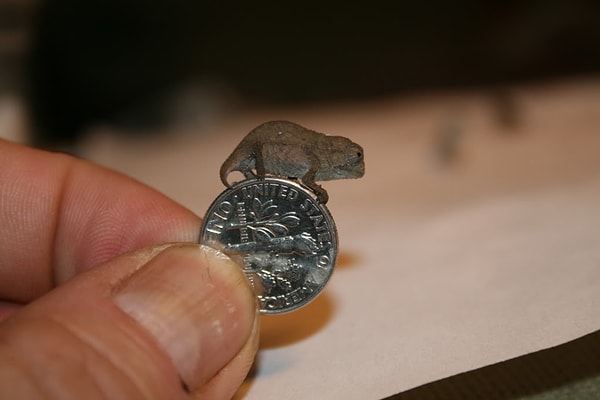 17. Карликовый хамелеон