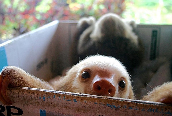 25. Детеныш ленивца