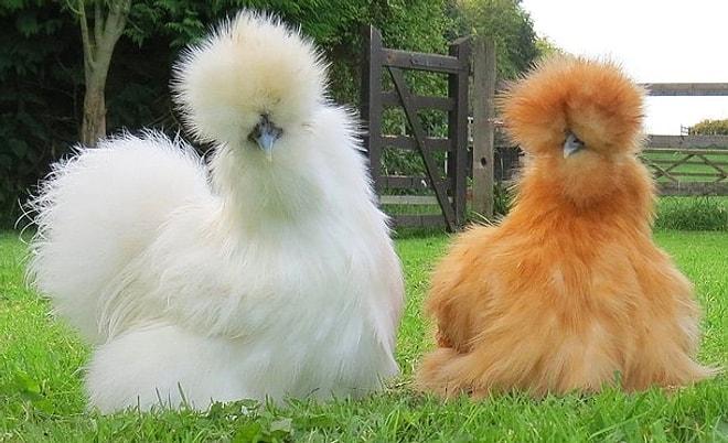 Bu Tavuk Çeşitleri Çok İlginç: En Farklı 15 Tavuk Türü