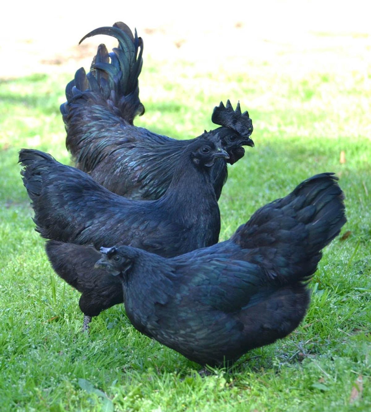 Как называется черная курица. Петух Аям Цемани. Австралорп черный. Аям Цемани порода кур. Лакеданзи и Ухейилюй.