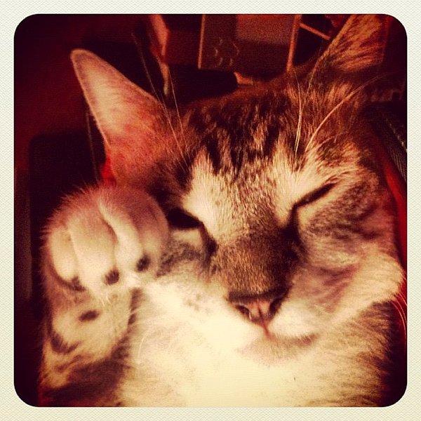 2. Instagram'da kedi fotoğrafı paylaşımı arttıysa