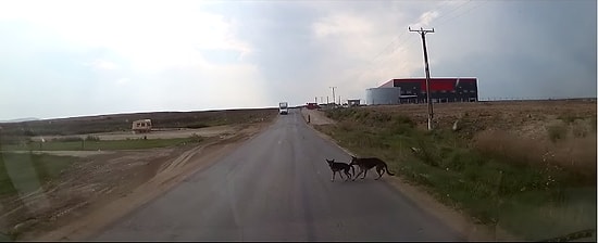 İnsan İnsana Yapmaz! Arkadaşını Arabanın Ezmesine İzin Vermeyen Kahraman Köpek