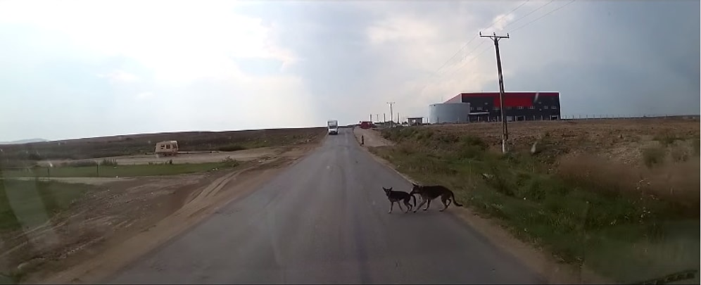 İnsan İnsana Yapmaz! Arkadaşını Arabanın Ezmesine İzin Vermeyen Kahraman Köpek