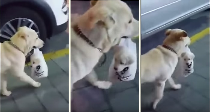 Yaramaz Yavrusunu Poşetin İçinde Taşıyan Anne Köpek