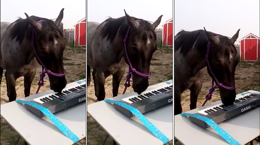 Ağzıyla Klavye Çalan Atın Ümit Besen'i Kıskandıracak Performansı