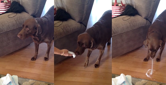 Sahiplerini Yeni Doğacak Bebekleriyle Paylaşmaya Hazır Olmayan Köpek