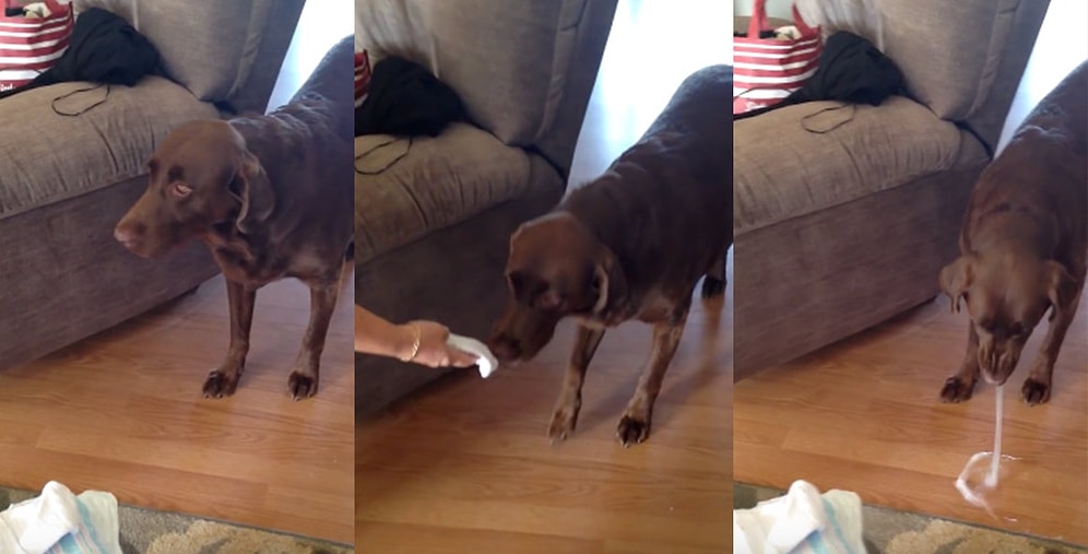 Sahiplerini Yeni Doğacak Bebekleriyle Paylaşmaya Hazır Olmayan Köpek