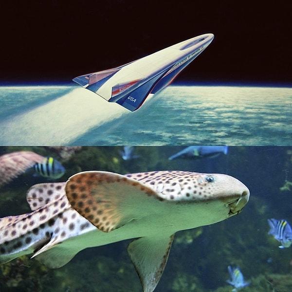 7. Aerospace Uçağı ve Kedi Balığı