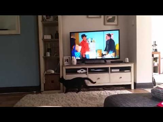 Telefonlarınıza Cevap Veren Dünyanın En İyi Kedi Sekreteri