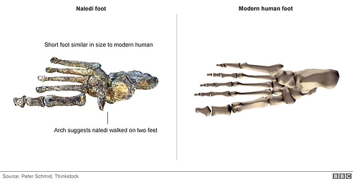 İnsanın Atası Yeni Bir Tür Bulundu: Homo Naledi