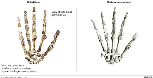 İnsanın Atası Yeni Bir Tür Bulundu: Homo Naledi
