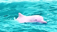 Adeta Bir Pokemon'a Benzeyen Pembe Yunus Pinky'nin 8 Sene Sonra Sahalara Dönüşü