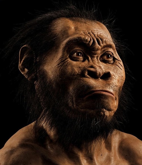 Diğer araştırmacılara göre Homo naledi fosilleri diğer bir insan türü olan Homo erectus'larla daha yakın akraba.