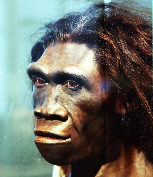 Diğer araştırmacılara göre Homo naledi fosilleri diğer bir insan türü olan Homo erectus'larla daha yakın akraba.
