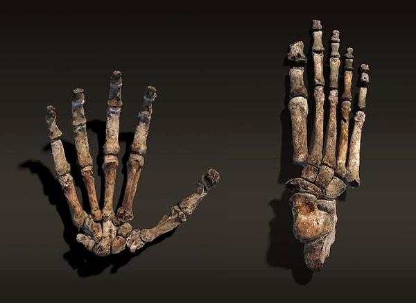 Berger ve ekibi modern insan kökeninin, benzer özelliklere sahip olduğu için Homo naledi olabileceğini söyledi.