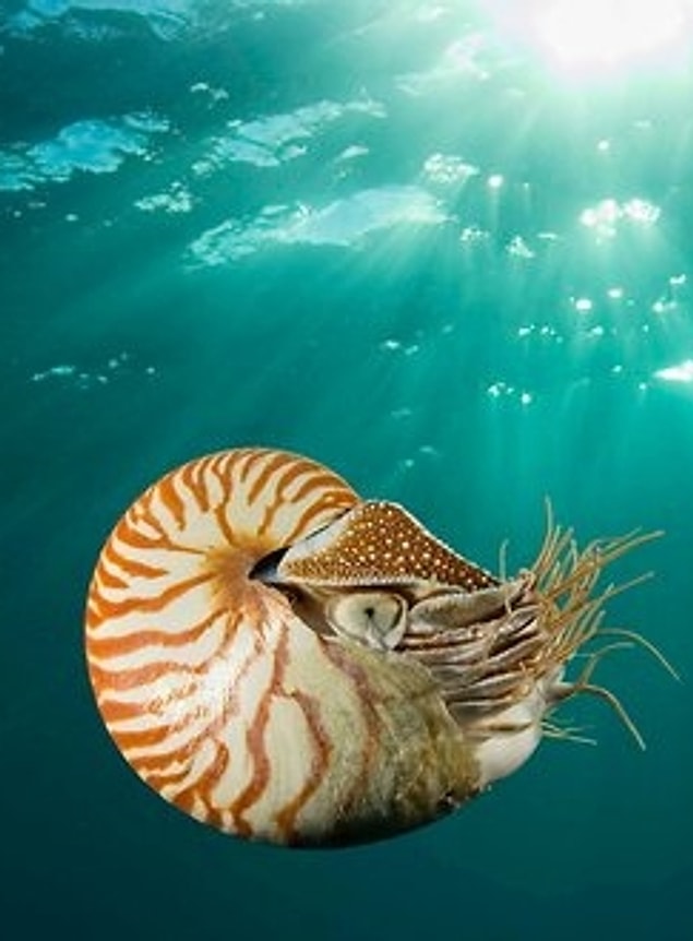 11. Denizaltılar ve Nautilus