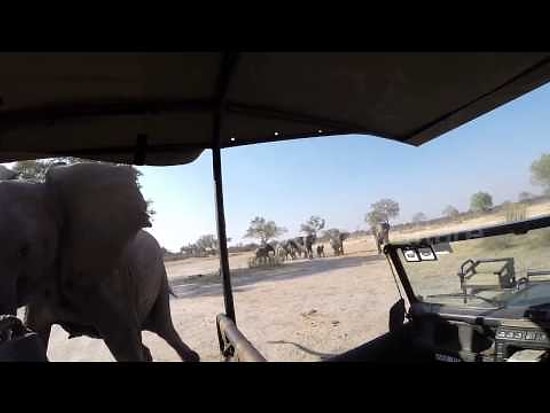 Cinnet Getiren Fil Safari Aracına Saldırdı