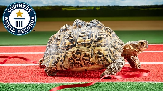 Sizden Daha Hızlı Olmasın Dünyanın En Hızlı Kaplumbağası