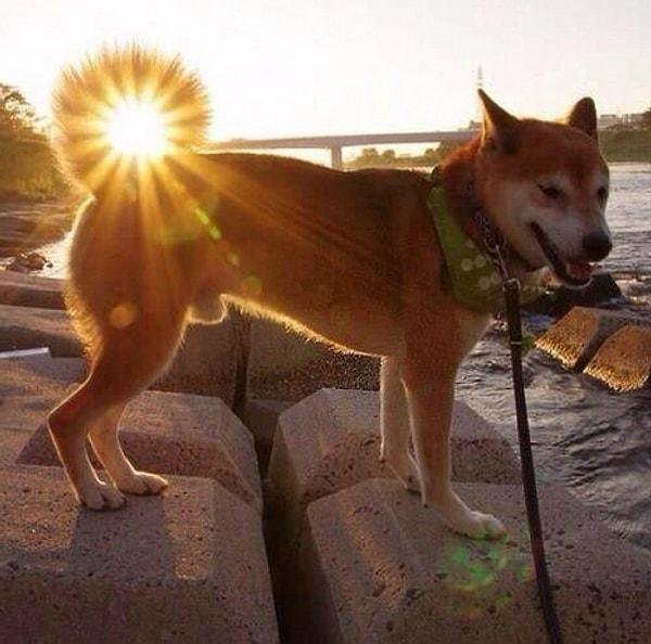 14. Köpeklerin de Güneş Tanrı'sı var.