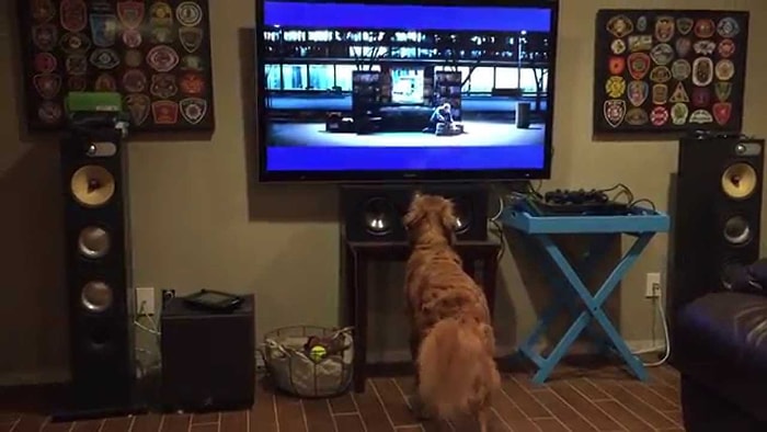 Serena vs Venus Amerika Açık Tenis Maçını İzlerken Aklını Kaybeden Köpek