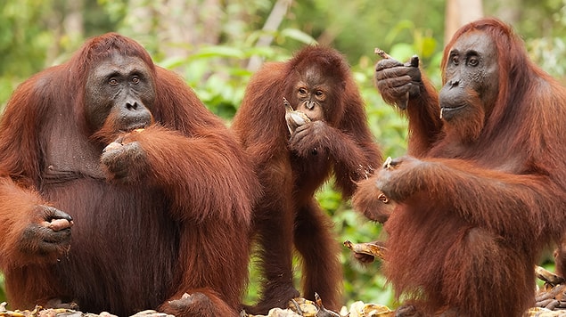 Orangutan