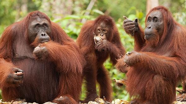Aynı orangutanlar gibi kollarımız bacaklarımızdan çok daha uzundu. İnsanlar ve diğer primatlar ataları ağaçlarda yaşayan canlılardı. Bu ortamda, uzun kollar ve prehensile yapılı ayaklar ağaçlarda hareket etmeyi kolaylaştırıyordu.