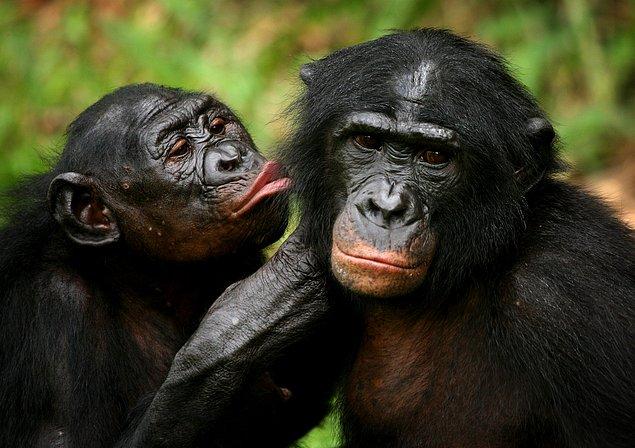 Bonobo maymunları