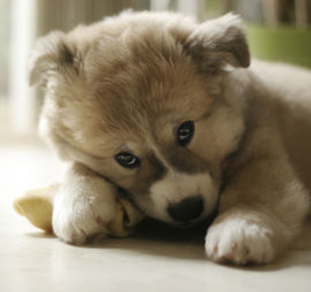 Yavru bir köpek